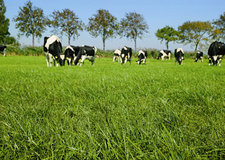 Gras: 28 ct/kg Gras: 28 ct/kg