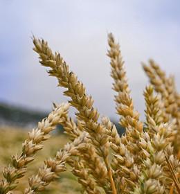 Tarweoogst begonnen met vroegrijpe rassen Premio en JB Asano