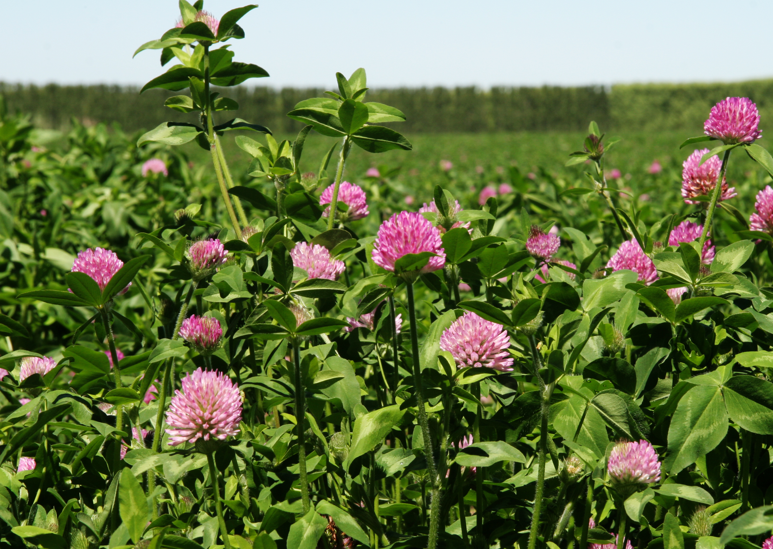 Kostprijs melk 1 cent lager met klaver