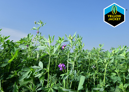 OL_Barenbrug_YellowJacket_benefits-edit_03!
						