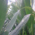 Helminthosporium? Bonsilage redt uw kuil! Helminthosporium? Bonsilage redt uw kuil!