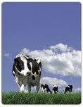 Weidewandeling