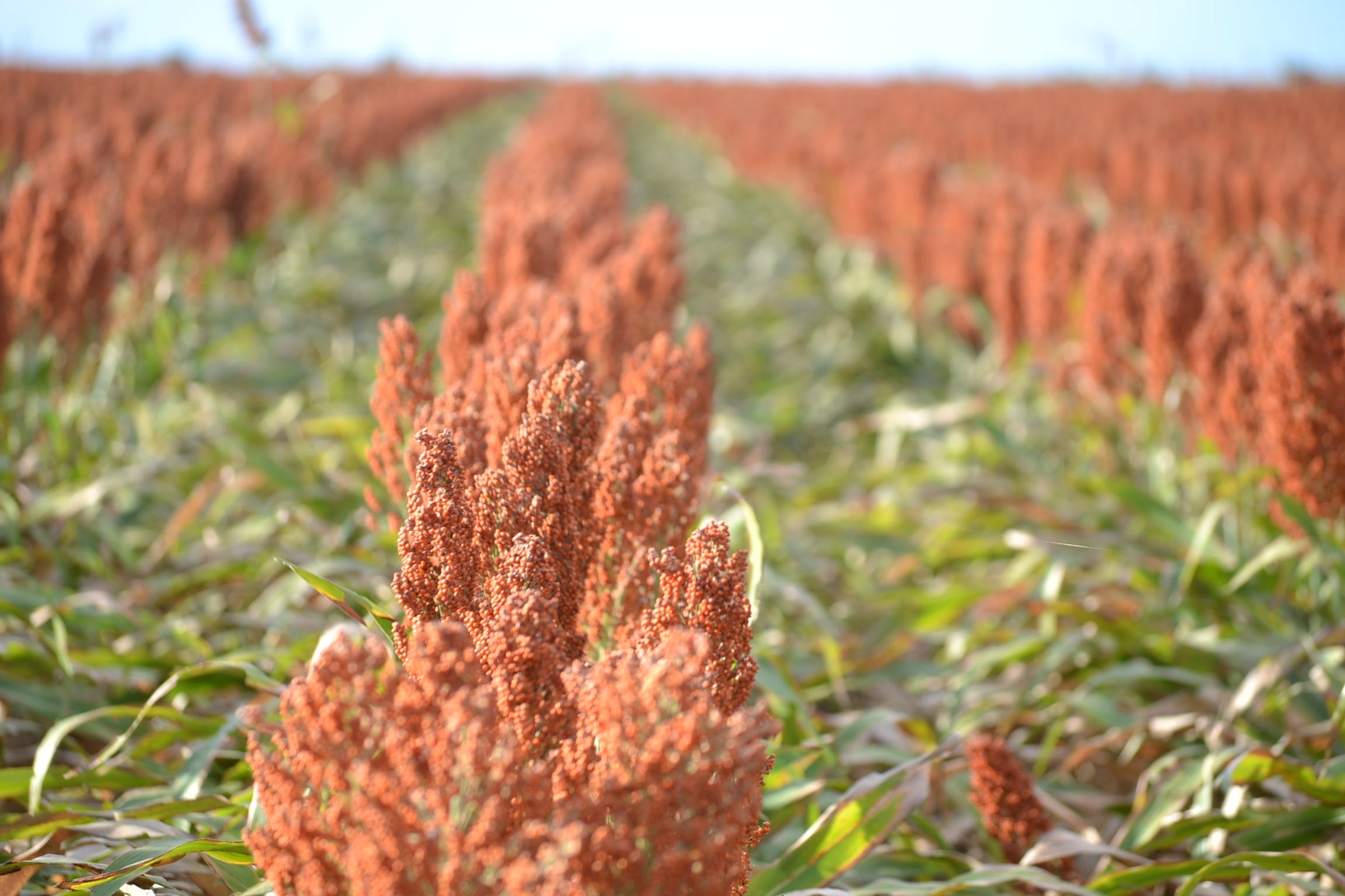 Samenwerking Barenbrug en Nuseed