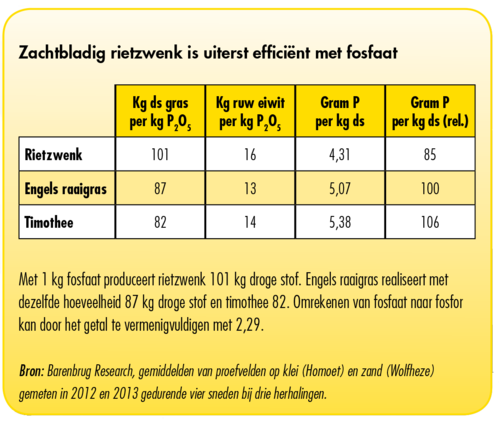fosfaat efficientie  zachtbladig rietzwenk