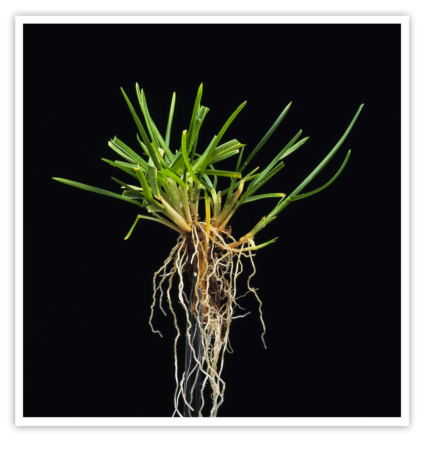 Veldbeemdgras - Poa pratensis