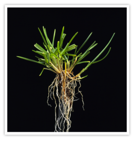 Poa pratensis - Pâturin des prés