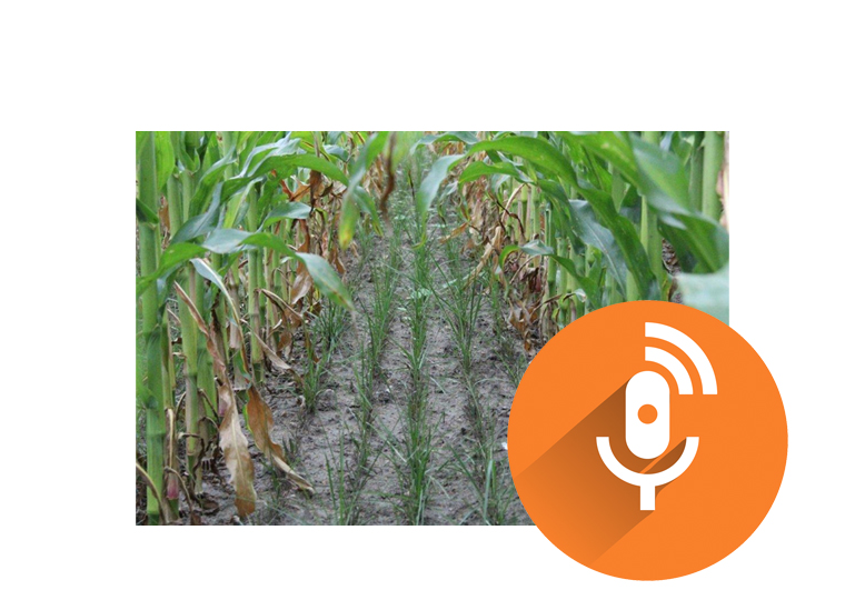 Zaad&Voer Podgras - Over de planning van onderzaai en onkruidbestrijding