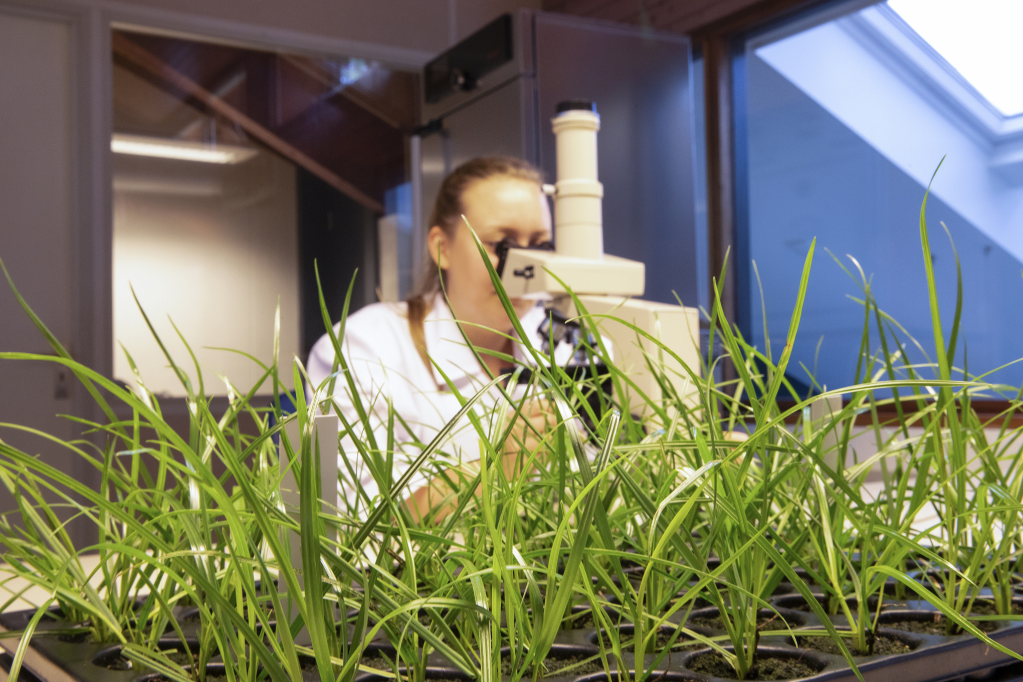 Zaadtechnologie biedt klimaatbestendige oplossingen