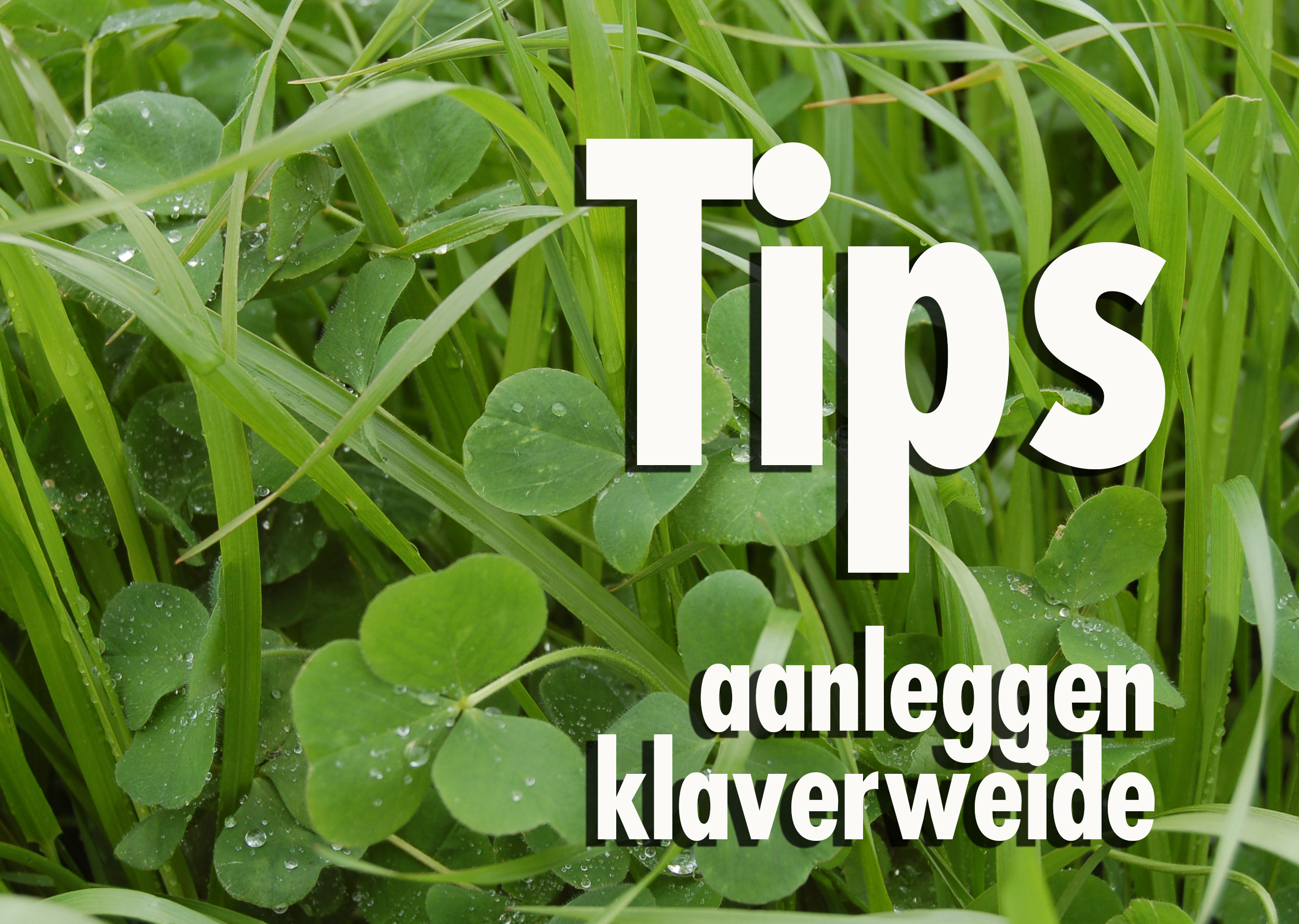 Tips voor succesvolle grasklaverweide