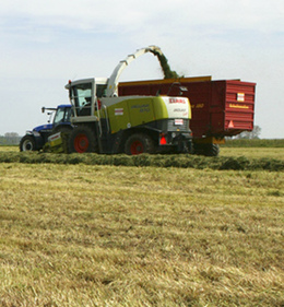Neem geen risico met je waardevolle najaarsgras