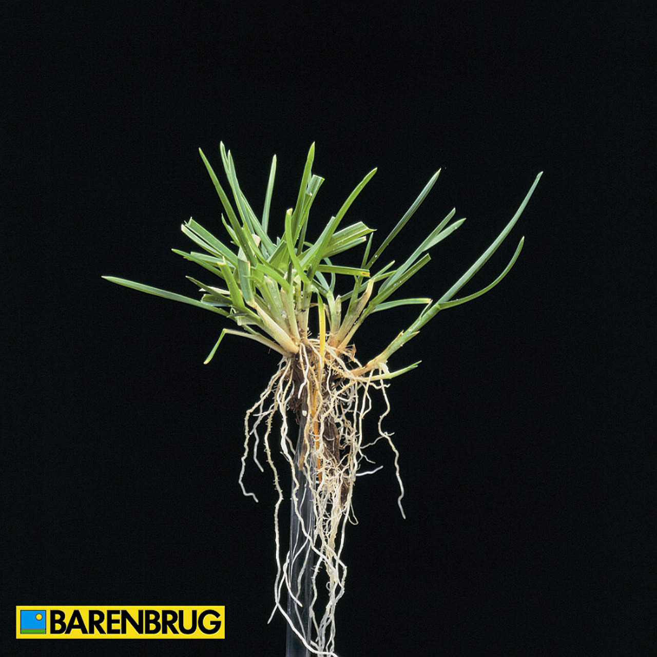 Veldbeemd klassieker op sportvelden