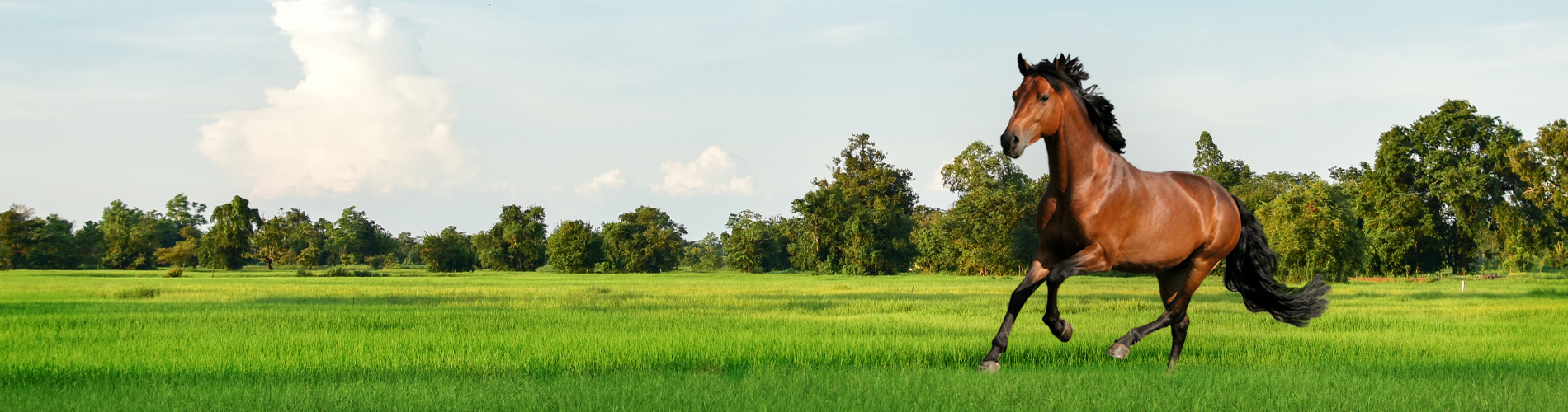 Horsemaster_header_2021_06!
						