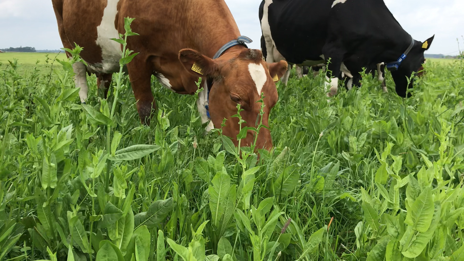 Subsidie voor je kruidenrijk grasland? Het kan met NutriHerb Engels