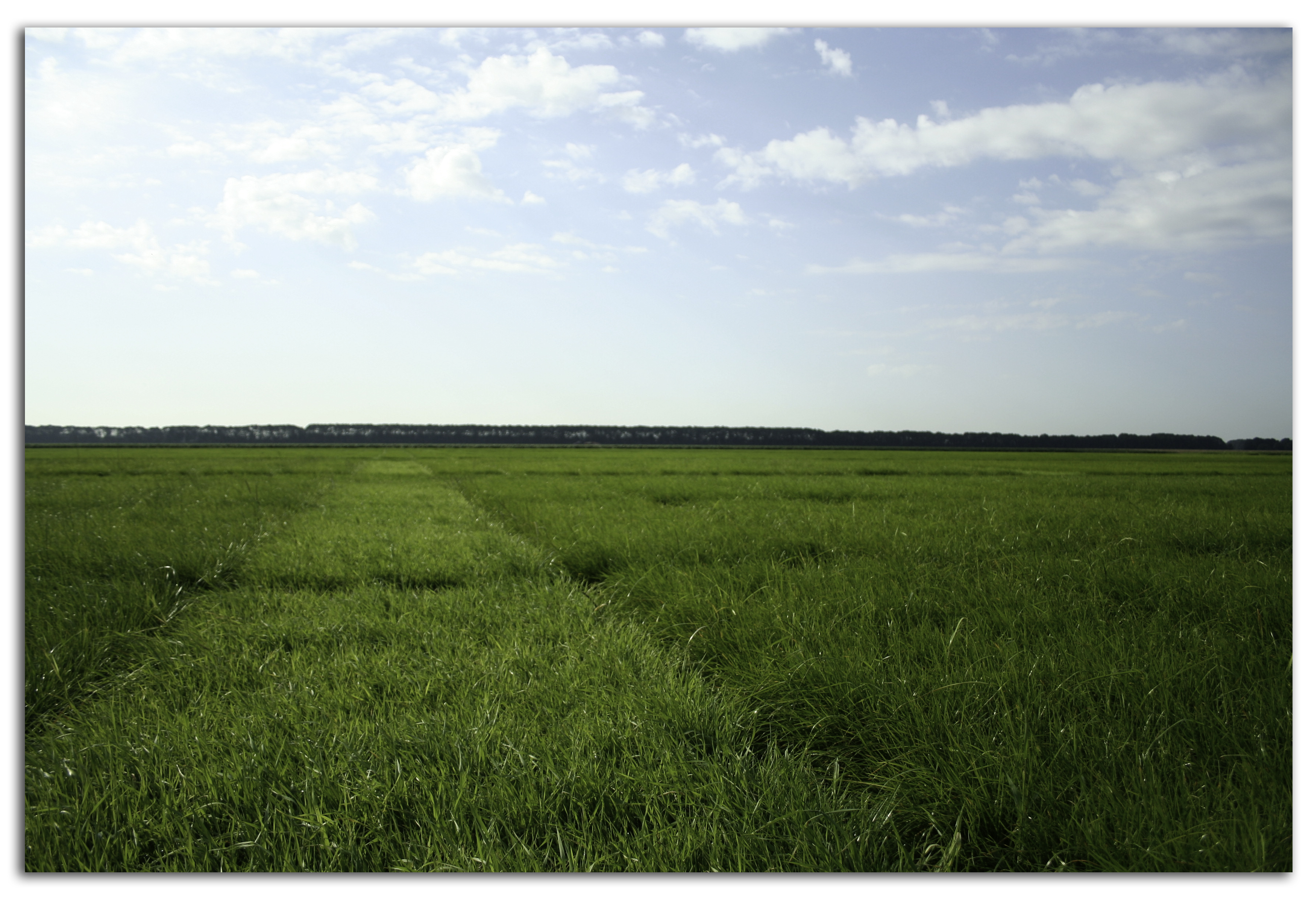 Nouvelle variété de graminée se distingue lors des essais de la Landwirtschaftskammer