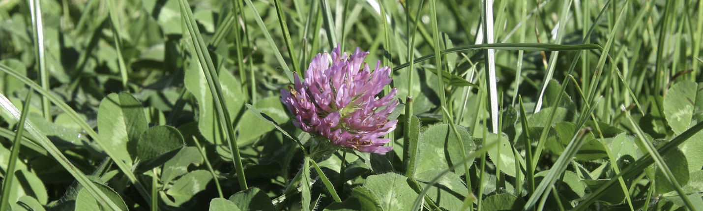 Acht voordelen van rode klaver