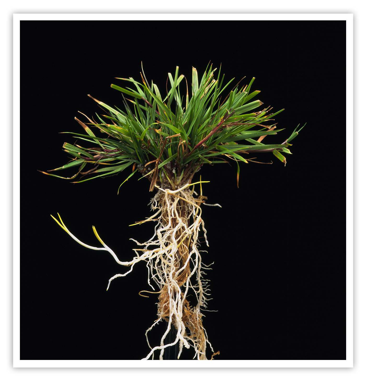 Gewoon struisgras, Agrostis Capillaris