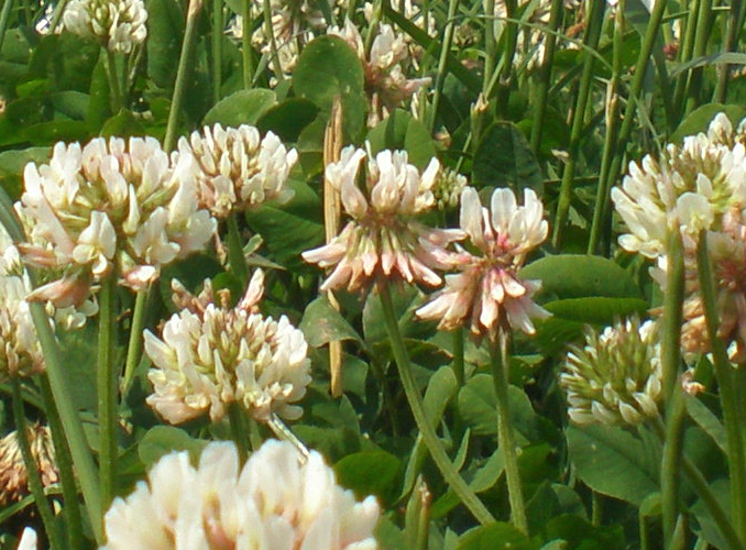 Succesvol klaver telen? Zo doe je dat!