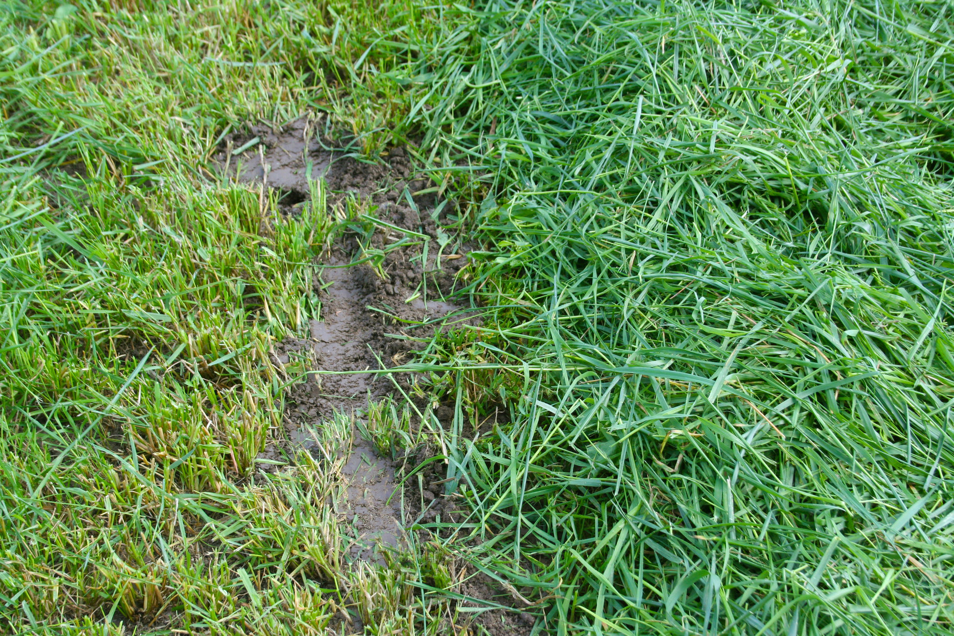 Achtergebleven zwad verstikt de grasmat.