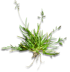 Plant Poa annua/straatgras