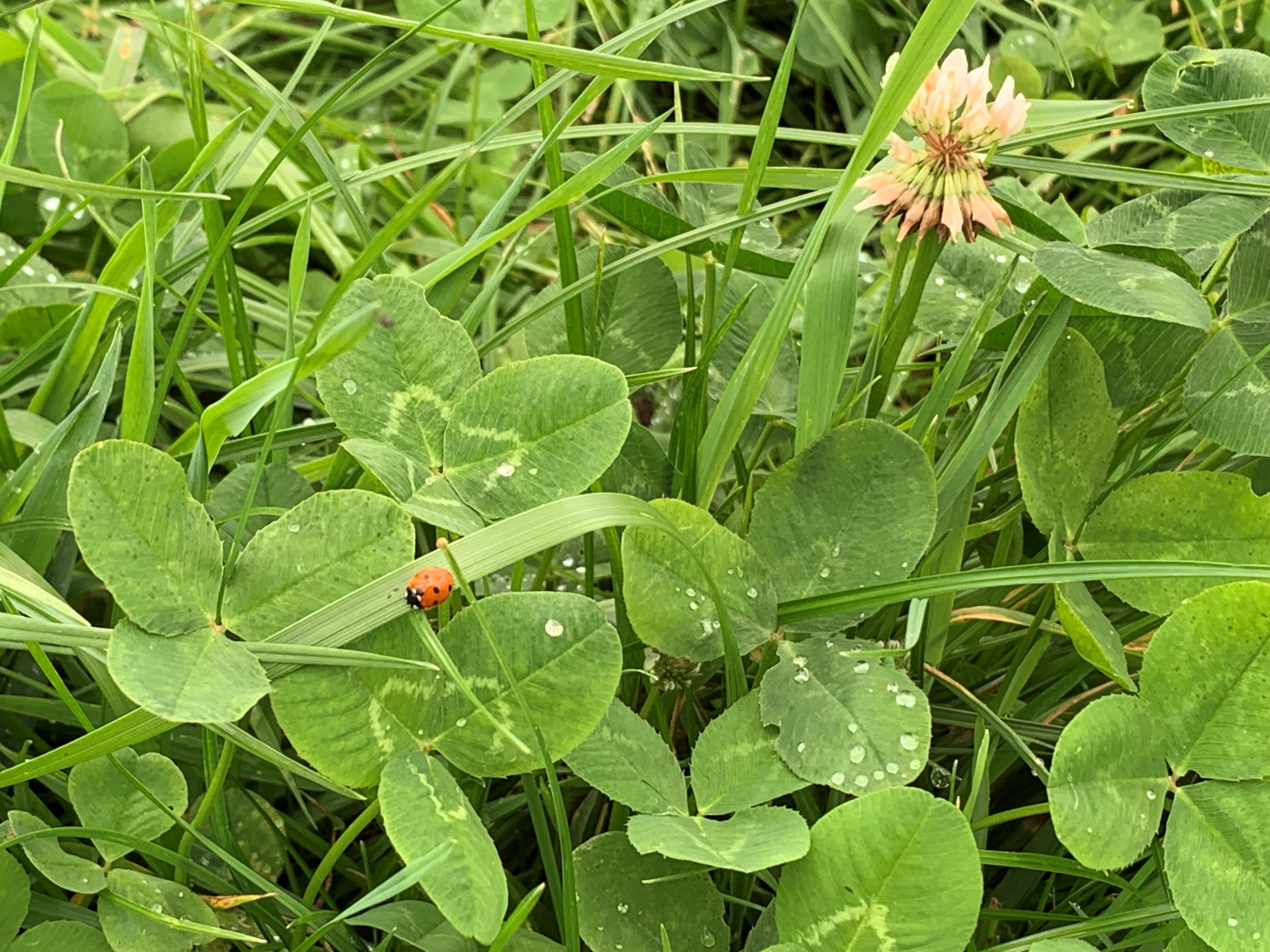 Aandachtspunten voor doorzaaien klaver