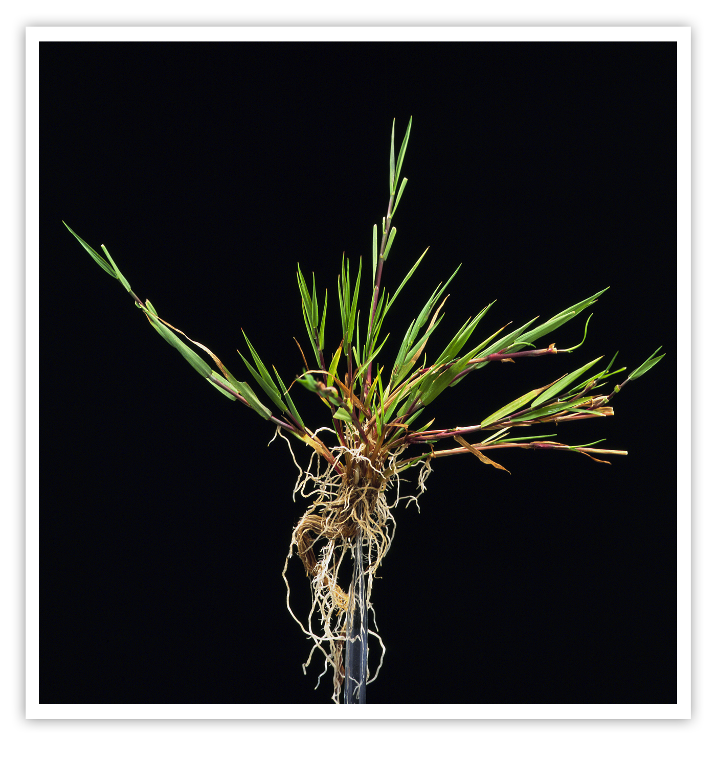 Wit struisgras, Agrostis stolonifera