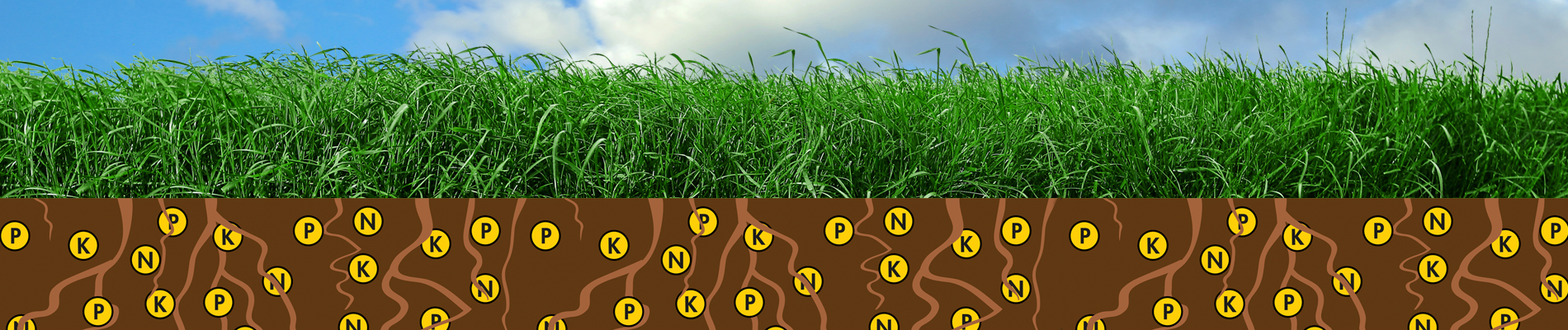 NutriFibre_breng fosfaat boven de grond_2!
						