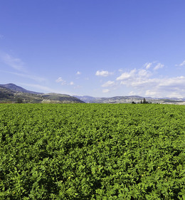 Luzerne interessante optie door nieuwe vergroeningseisen