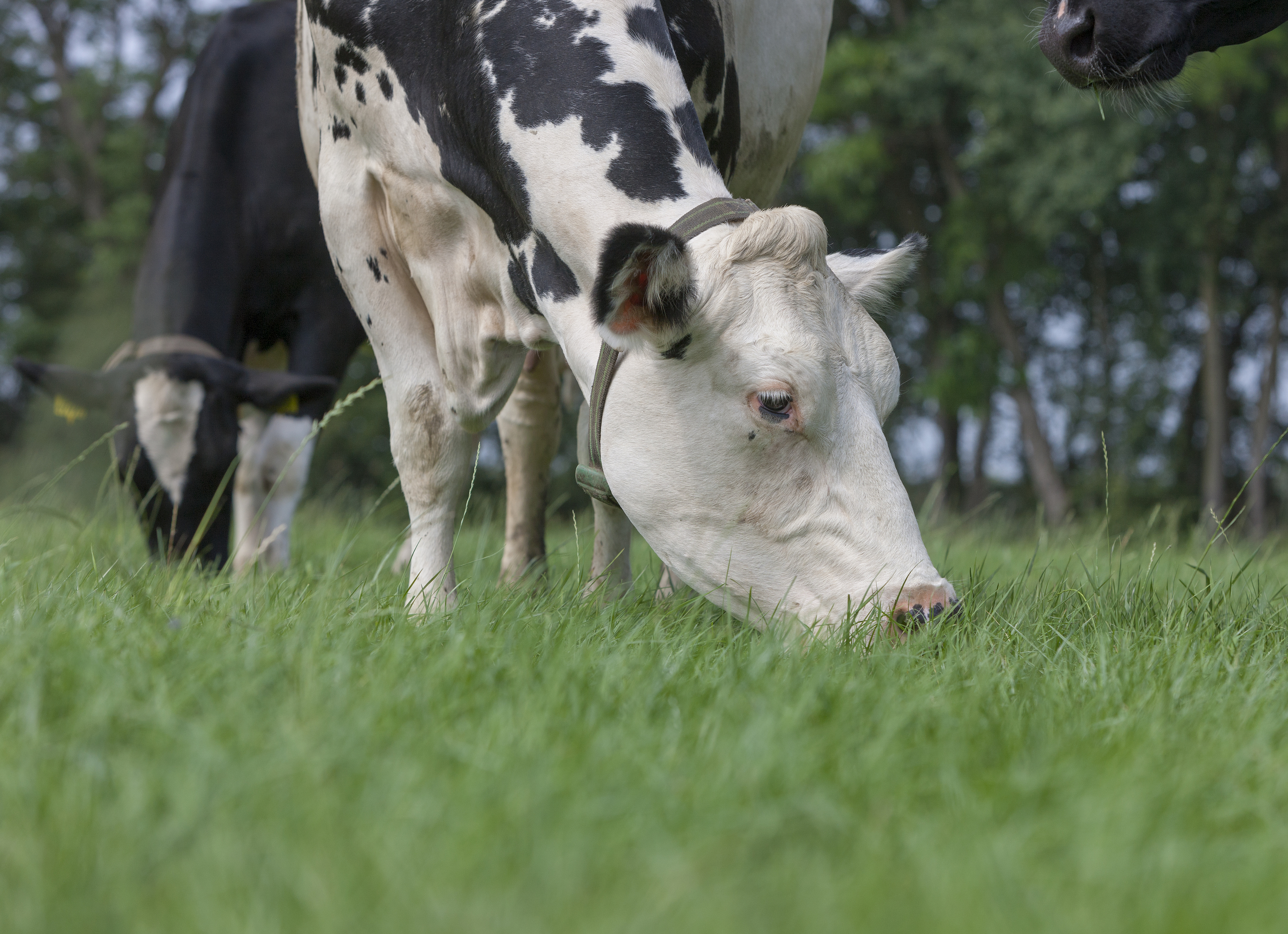 Leg nu de basis voor een goed grasseizoen in het voorjaar