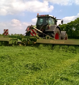 Zachtbladig rietzwenk; kampioen fosfaatefficiëntie