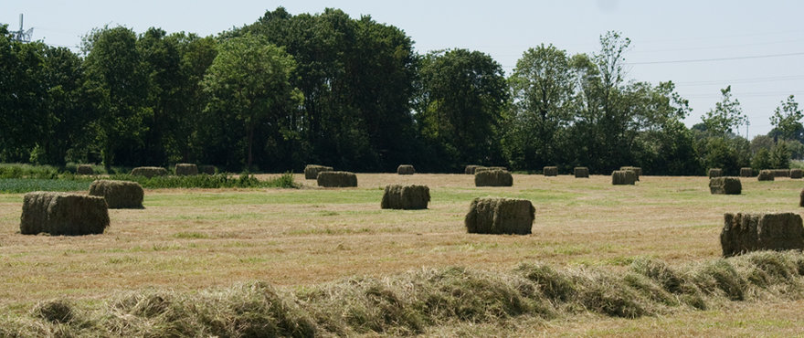 horsemasterhay_large