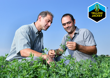 OL_Barenbrug_YellowJacket-edit_03!
						