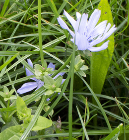 Kruidenmengsels: grassen bepalen succes