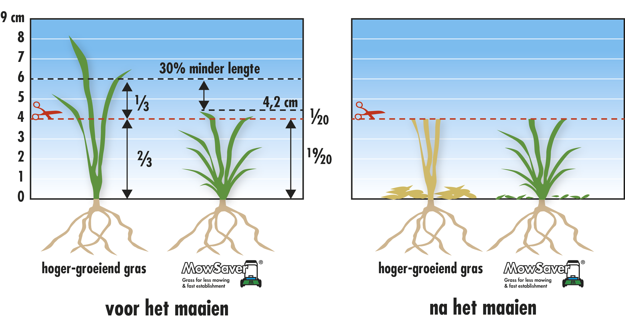 Verschil in uitstoeling bij hoger-groeiend & laag-blijvend gras