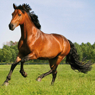 De beste tips om uw paardenweide succesvol te herstellen