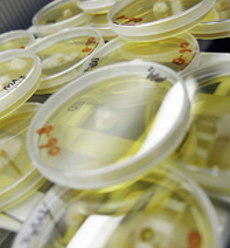 Investering in Bonsilage Mais verdient zich dubbeldik terug