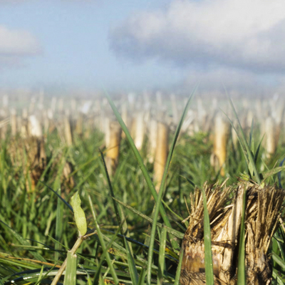Keuze vanggewas: leren van de afgelopen jaren!
