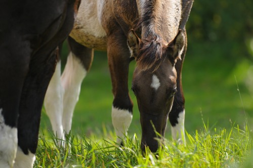 Gras voor hooi en kuilvoer; Hay Master