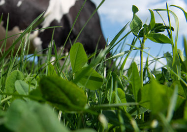 Succesvol klaver telen