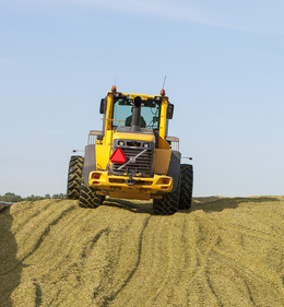 Verbeter je mais voor fittere koeien