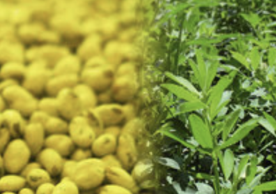 Rhizobium - vraag & antwoord