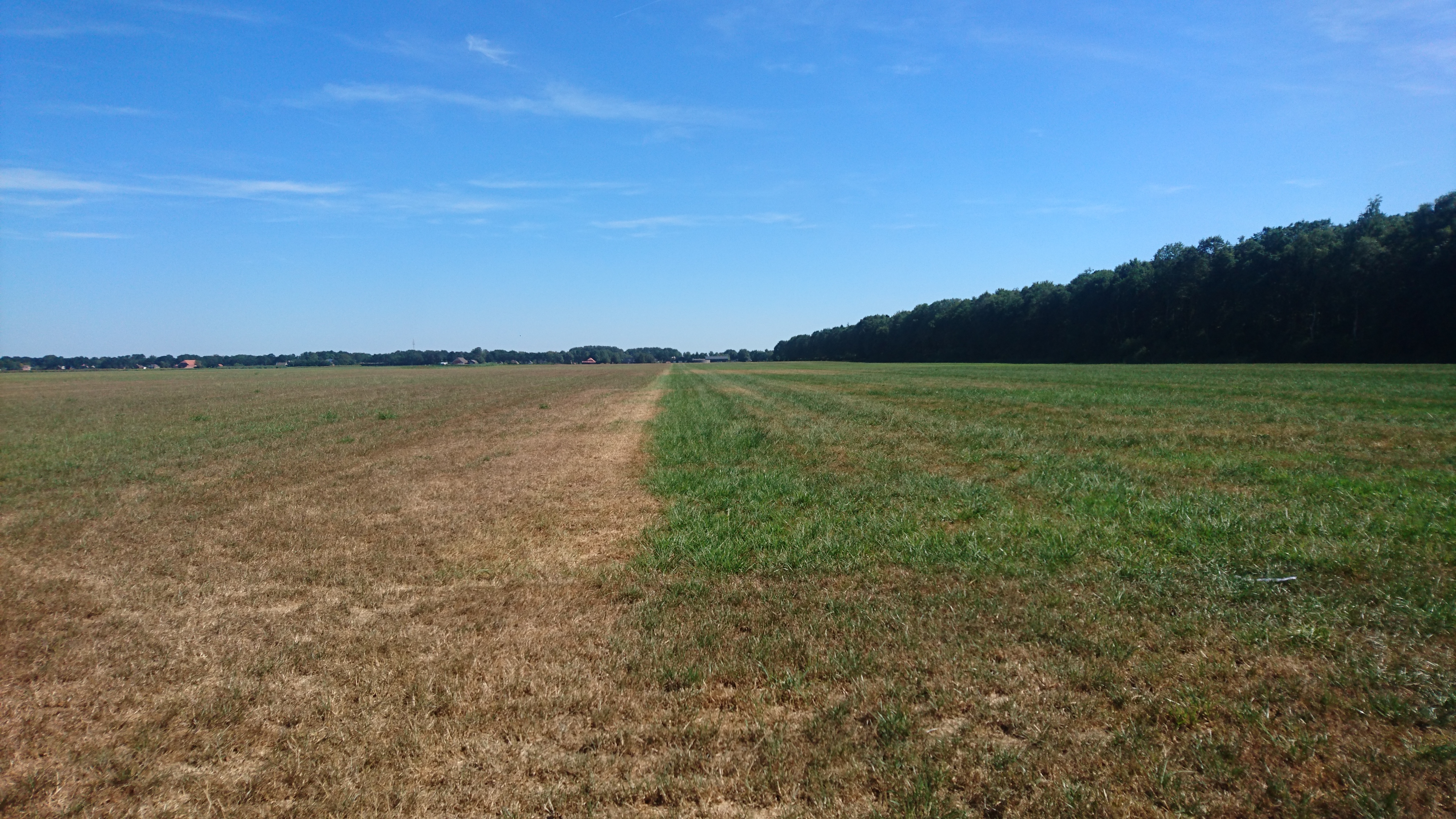 Voedergras bestand tegen langdurige droogte