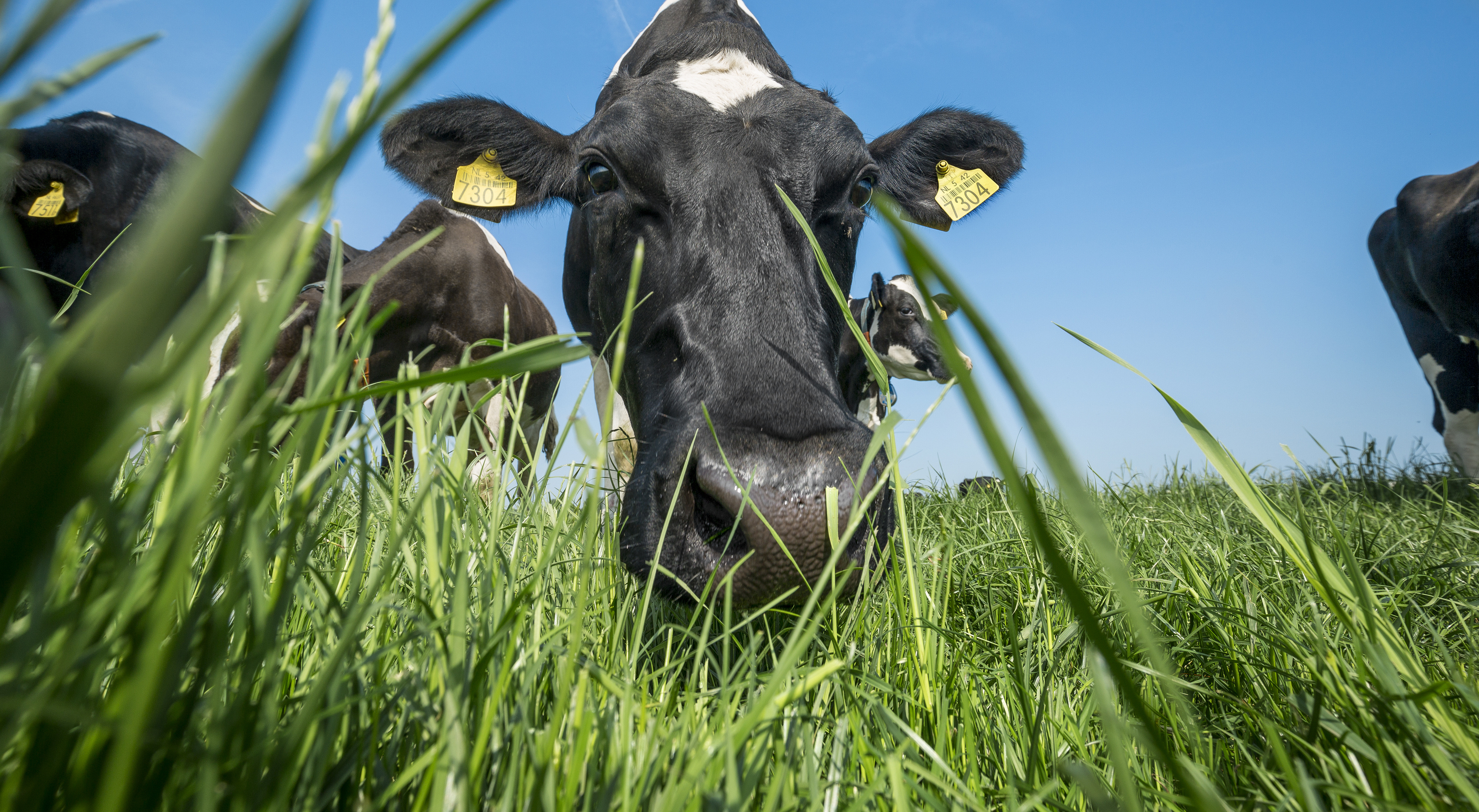 header_smakelijke_weide - Copy!
						