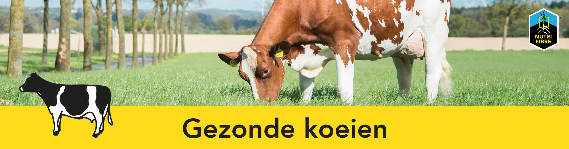 banner_gezonde_koeien-edit_03!
						