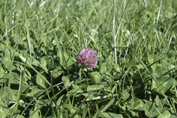 Tips voor succesvolle grasklaverweide