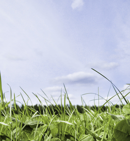 De tweede helft van het seizoen maakt klaver een inhaalslag