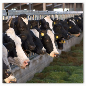 bonsilage Plus
