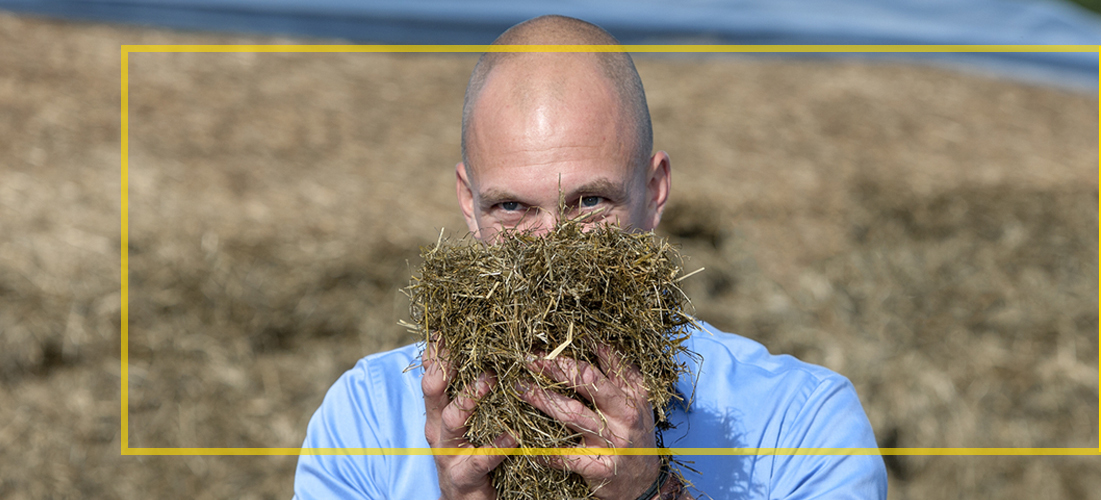 Ruwvoertekort door droogte? Dit kunt u doen