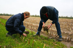 Proterra Maize