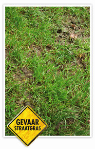 Straatgras, de nachtmerrie van elke greenkeeper en fieldmanager