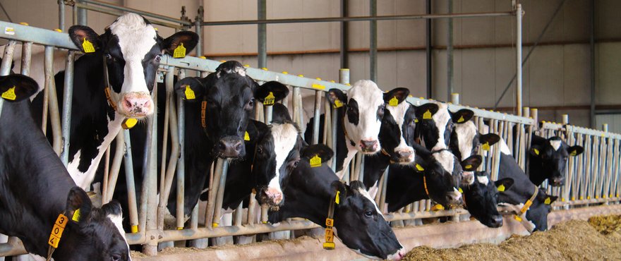 Bonsilage Fit_koeien op stal